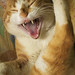 Jerry Toms Photo 21