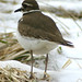 Andrew Hoffman Photo 53