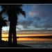 Scott Palm Photo 30