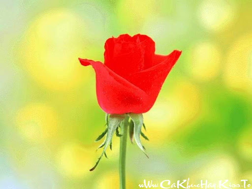 Chinh Vo Photo 15