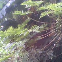 Mani Thapa Photo 6
