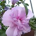 Violet Bell Photo 34