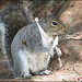 Cyril Fox Photo 28