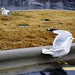 Bill Elkins Photo 38