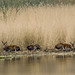 Thomas Deer Photo 23