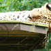 David Watton Photo 32