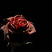Benjamin Rose Photo 42