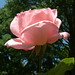 I Rose Photo 23