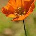 Dave Flora Photo 24