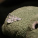 Wing Pang Photo 33