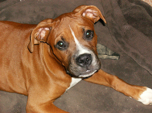 Belinda Pierce Photo 8
