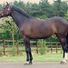 Billy Diamond Photo 34