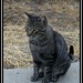 Pat Sweet Photo 34