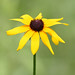 Susan Fiedler Photo 25