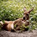 Jonathan Roos Photo 28