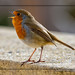 Robin Golden Photo 39