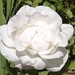 Leon Rosen Photo 24
