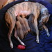 Cheryl Brindle Photo 19