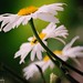 Debbie Fraser Photo 39
