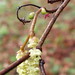 Hazel Flowers Photo 22