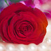 Rose Fuller Photo 32