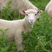 Willis Lamb Photo 19