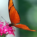 Julia Callaway Photo 26