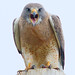 Lee Hawks Photo 20