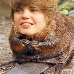Justin Beaver Photo 8