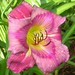 Priscilla Bloom Photo 20