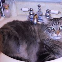 Nancy Dahlen Photo 1