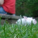 Mark Grass Photo 25