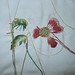 Elizabeth Wardle Photo 21
