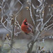Sharon Eaves Photo 27