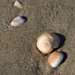 Timothy Shell Photo 28