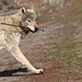 Lamar Gray Photo 38