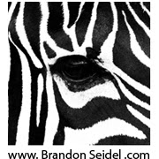 Brandon Seidel Photo 1