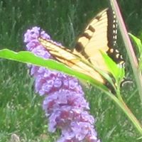 Kathy Mclellan Photo 8