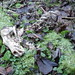 Kent Fox Photo 30