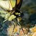 Kevin Pelletier Photo 47
