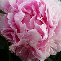 Kathy Horning Photo 2