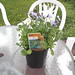 Rebecca Plant Photo 29