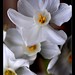 Rose Horton Photo 39