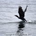 Marilyn Bell Photo 30