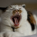 Linda Yawn Photo 17