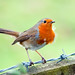 Robin Carden Photo 28
