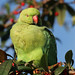 Nigel Rose Photo 31