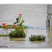Rose Flood Photo 21