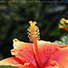 Ray Goforth Photo 23