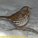 Michael Sparrow Photo 37